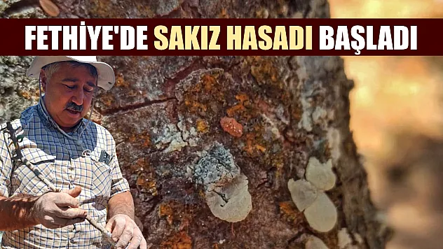 Fethiye'de sakız hasadı başladı