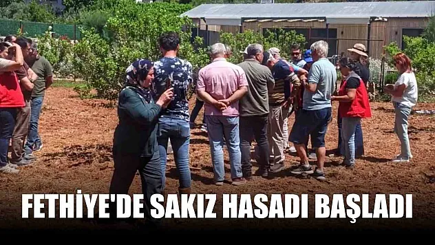 Fethiye'de sakız hasadı başladı