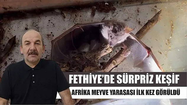 Fethiye'de Sürpriz Keşif: Afrika Meyve Yarasası İlk Kez Görüldü
