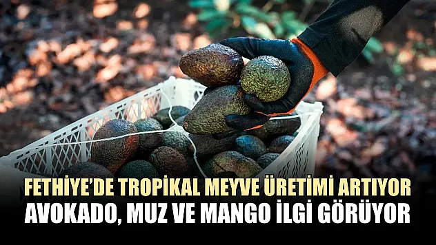 Fethiye'de tropikal meyve üretimi artıyor: Avokado, muz ve mango ilgi görüyor