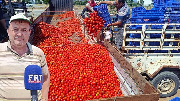 Fethiye'de üreticinin yüzü salçaya döndü: Domates fiyatlarındaki düşüş çiftçiyi zorluyor