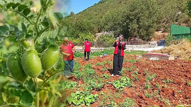 Fethiye'de üretim planlaması için nohut tarlaları incelendi