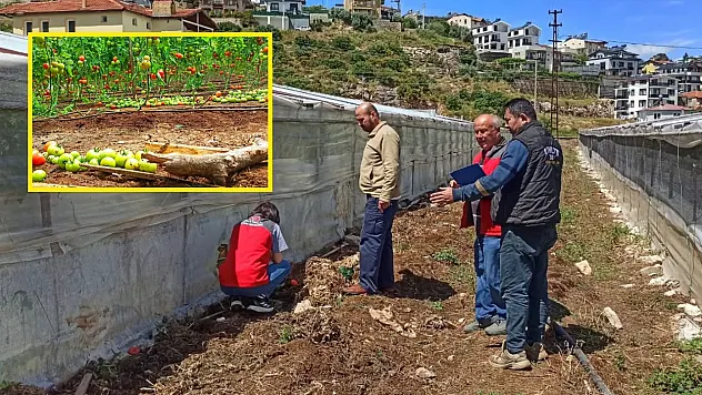 Fethiye'de Yaban Domuzları Seralara Zarar Verdi
