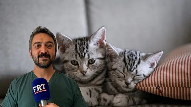 Fethiye'de yaz aylarının tehlikesi: Bit, pire ve kene uyarısı