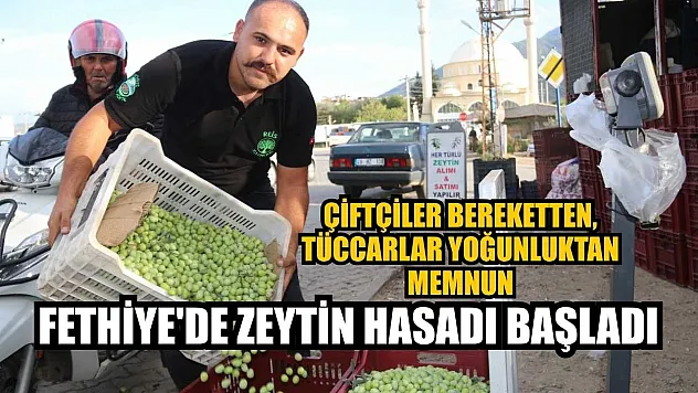 Fethiye'de zeytin hasadı başladı