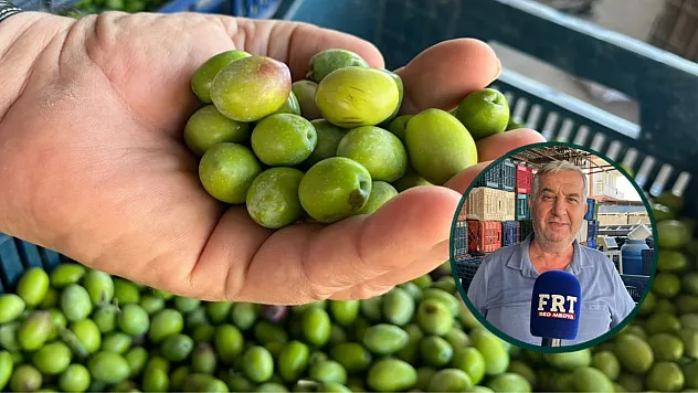 Fethiye'de zeytin sezonu başladı, alım noktalarında hareketlilik arttı