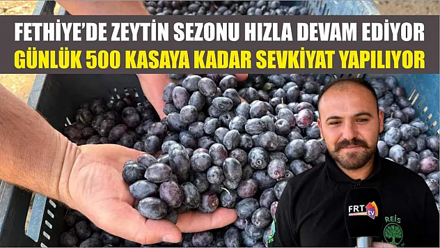 Fethiye'de zeytin sezonu hızla devam ediyor: Günlük 500 kasaya kadar sevkiyat yapılıyor