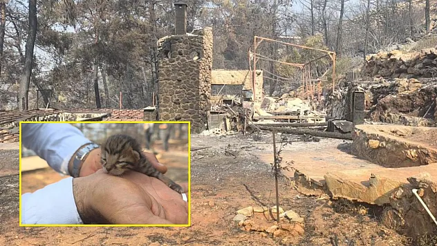 Fethiye'deki Yangında Kayaların Arasında Mahsur Kalan Yavru Kedi Kurtarıldı