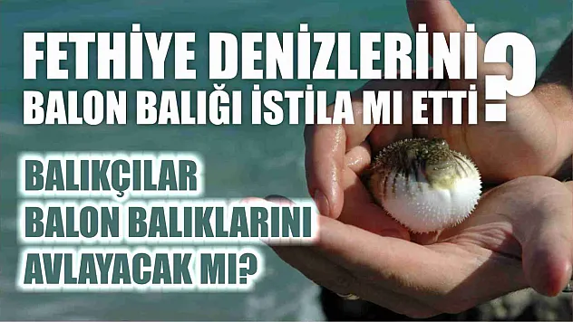 Fethiye denizlerini balon balığı istila mı etti? Balıkçılar balon balıklarını avlayacak mı?