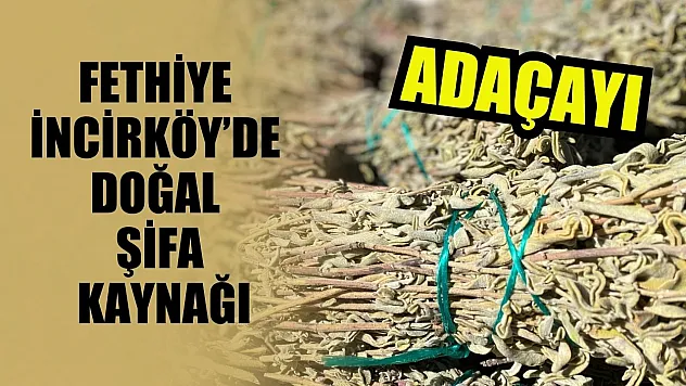 Fethiye İncirköy'de doğal şifa kaynağı: Adaçayı