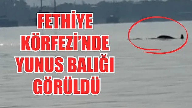 Fethiye Körfezi'nde yunus balığı görüldü