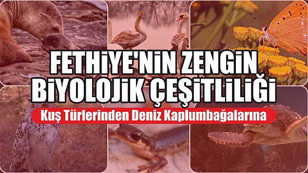 Fethiye'nin Zengin Biyolojik Çeşitliliği: Kuş Türlerinden Deniz Kaplumbağalarına