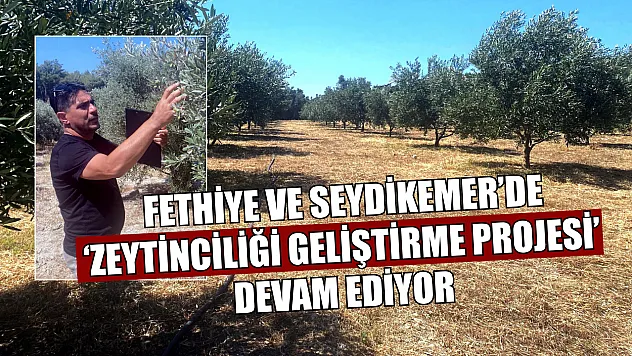 Fethiye ve Seydikemer'de 'Zeytinciliği Geliştirme Projesi' devam ediyor