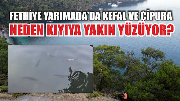 Fethiye Yarımada'da Kefal ve Çipura Neden Kıyıya Yakın Yüzüyor?