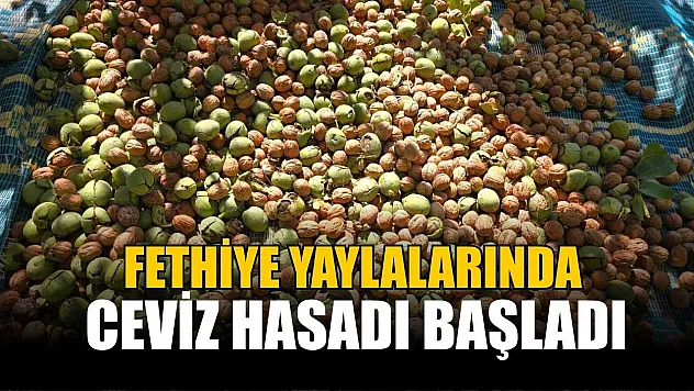 Fethiye yaylalarında ceviz hasadı başladı