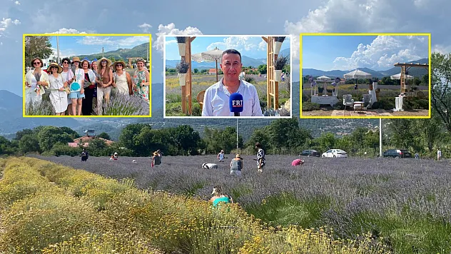 Fethiye Yeşilüzümlü'de 5. Lavanta Kesimi başladı