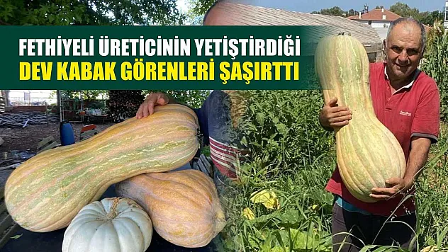 Fethiyeli Üreticinin Yetiştirdiği Dev Kabak Görenleri Şaşırttı