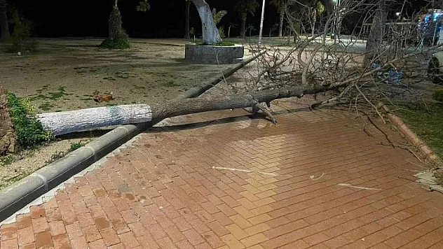 FIRTINA BODRUM'DA AĞAÇLARI DEVİRDİ