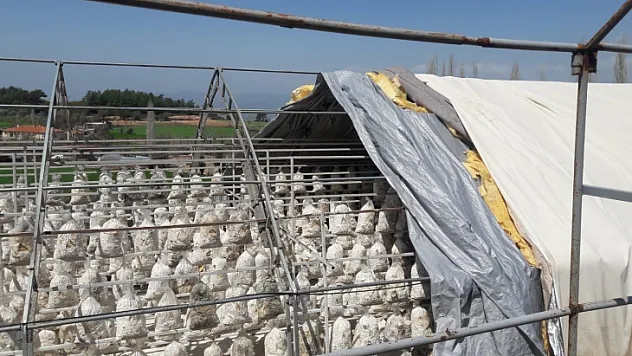 Fırtına Yıktı Geçti