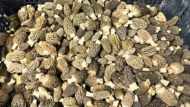 Fiyatı geriledi ama hala cep yakıyor: Fethiye'de 'Kuzu Göbeği' 2 bin lira