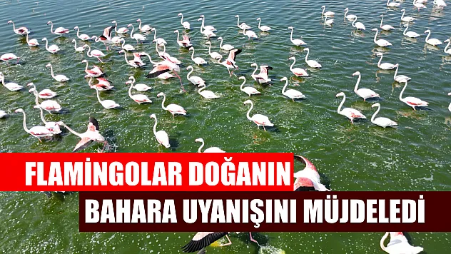 Flamingolar doğanın bahara uyanışını müjdeledi