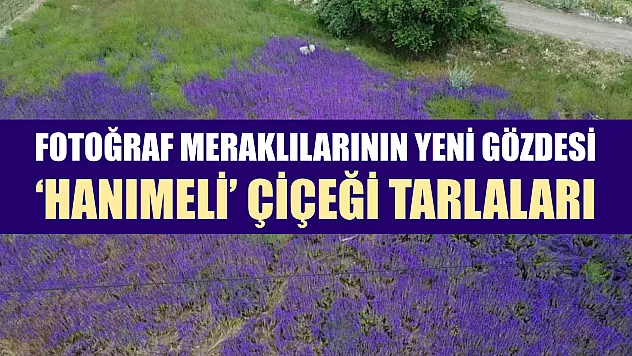 Fotoğraf meraklılarının yeni gözdesi 'hanımeli' çiçeği tarlaları