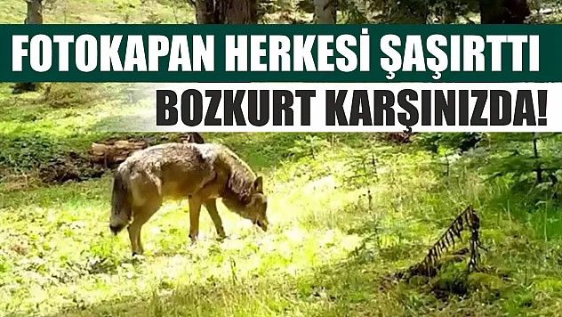 Fotokapan herkesi şaşırttı: Bozkurt karşınızda!