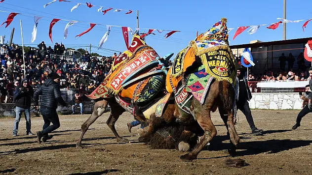 Geleneksel Deve Güreşi Festivali, 21 Ocak'ta