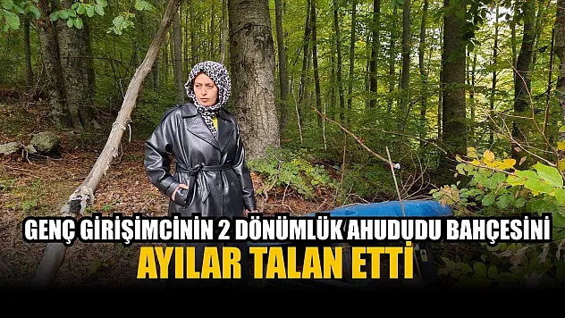 Genç girişimcinin 2 dönümlük ahududu bahçesini ayılar talan etti