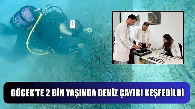 Göcek'te 2 bin yaşında deniz çayırı keşfedildi