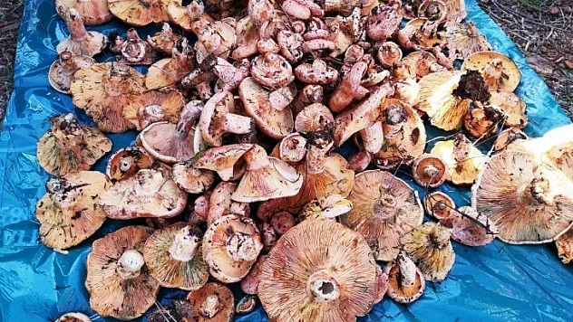 Göcek'te mantar toplama heyecanı