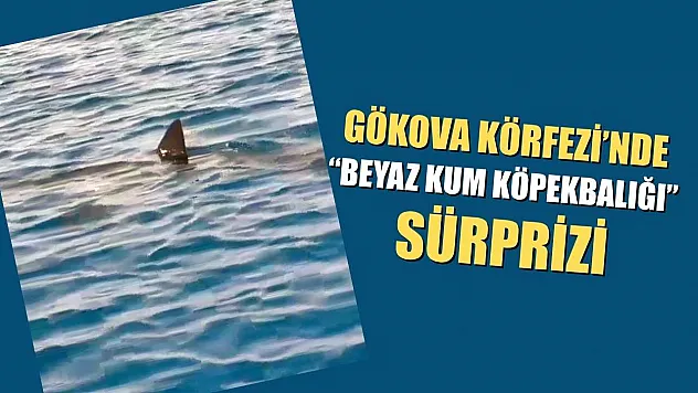 Gökova Körfezinde Beyaz Kum Köpekbalığı sürprizi