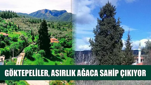 Göktepeliler, asırlık ağaca sahip çıkıyor
