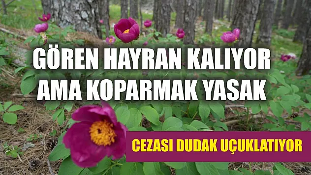 Gören hayran kalıyor ama koparmak yasak: Cezası dudak uçuklatıyor