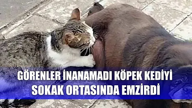 Görenler inanamadı, köpek kediyi sokak ortasında emzirdi