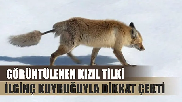 Görüntülenen kızıl tilki, ilginç kuyruğuyla dikkat çekti