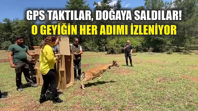 GPS Taktılar, Doğaya Saldılar! O Geyiğin Her Adımı İzleniyor