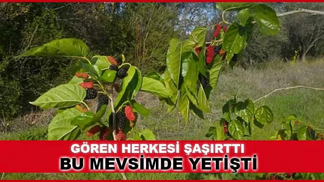 DUT AĞACI ARALIK AYINDA MEYVE VERDİ