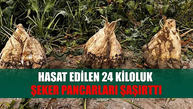 Hasat edilen 24 kiloluk şeker pancarları şaşırttı