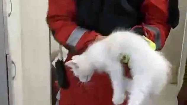 Havalandırma boşluğuna düşen kediyi itfaiye kurtardı