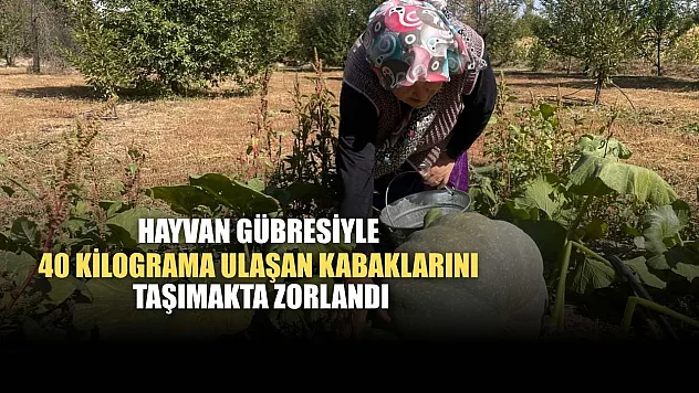 Hayvan gübresiyle 40 kilograma ulaşan kabaklarını taşımakta zorlandı