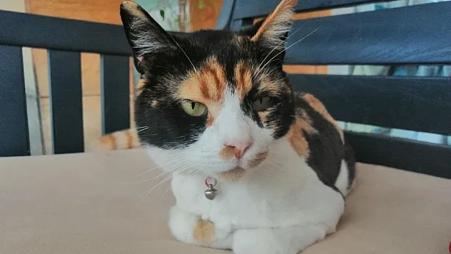 Hayvanseverlerden, turizm sezonunda evcil hayvan sahiplenme uyarısı