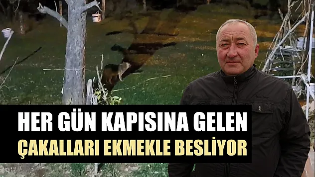 Her gün kapısına gelen çakalları ekmekle besliyor