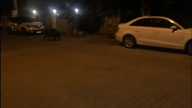 Hıdrellez kutlamalarının davetsiz misafiri olan domuz korkuttu