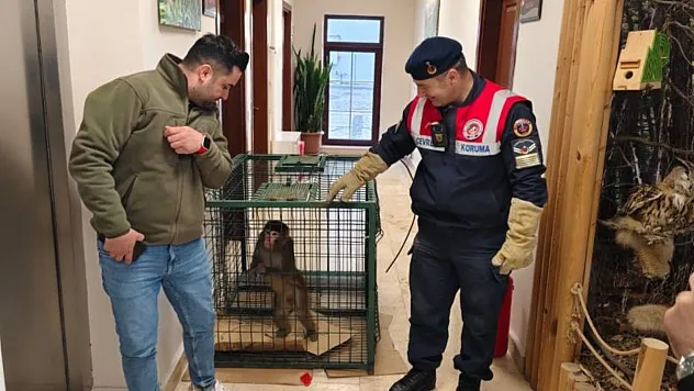 Hint Şebeği olarak bilinen maymun jandarma tarafından yakalandı