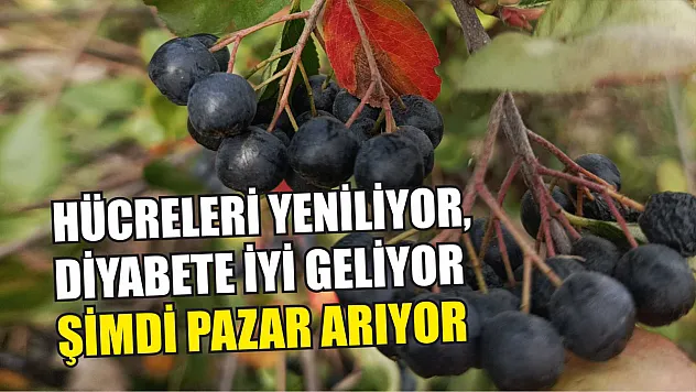 Hücreleri yeniliyor, diyabete iyi geliyor şimdi pazar arıyor