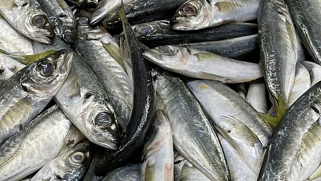 İhracatı, su ürünleri sırtlıyor