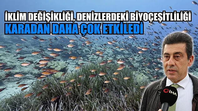 İklim değişikliği, denizlerdeki biyoçeşitliliği karadan daha çok etkiledi