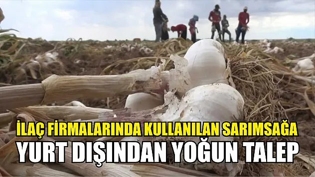 İlaç firmalarında kullanılan sarımsağa yurt dışından yoğun talep