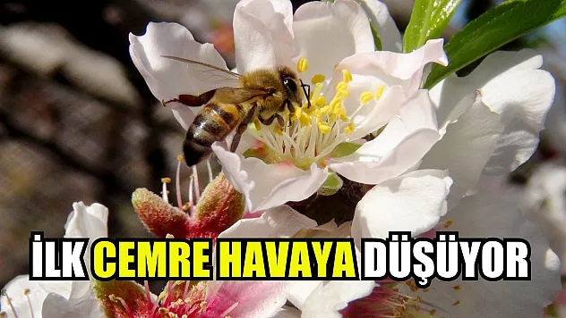 İlk cemre havaya düşüyor